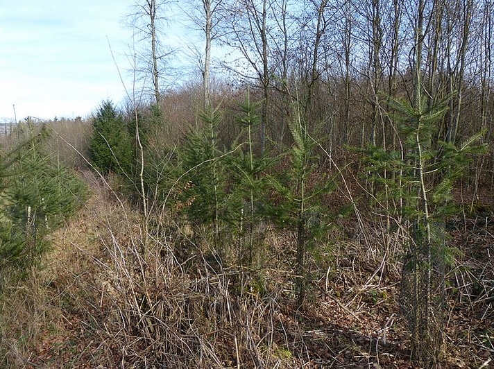 Nicht-einheimische Waldbaumarten